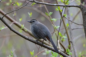 Catbird, Gray, 2015-05064999 Oxbow NWR, MA